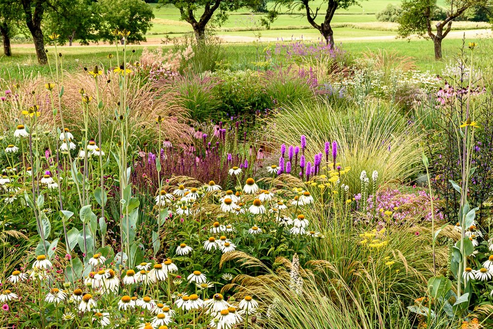 Plantación jardines naturalistas con  Achnatherum calamagrostis (sin. Stipa calamagrostis)