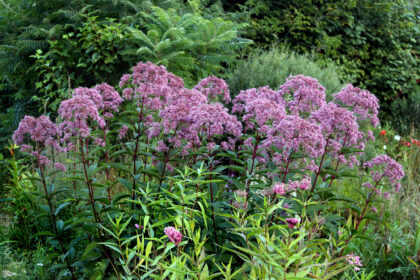 Eupatorium purpureum