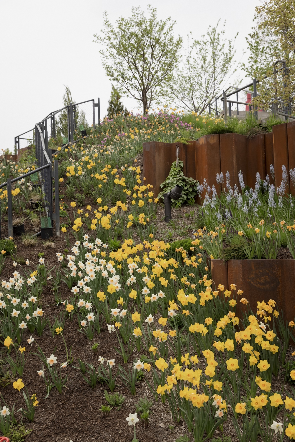 Bulbos de flor de primavera plantados en jardineras elevadas con plantas en el "Parque flotante" de Little Island en  Nueva York