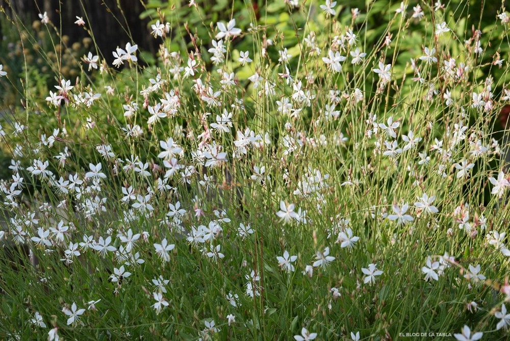 Gaura (Oenothera) lindheimeri ‘Whirling Butterflies’ flores blancas en otoño
