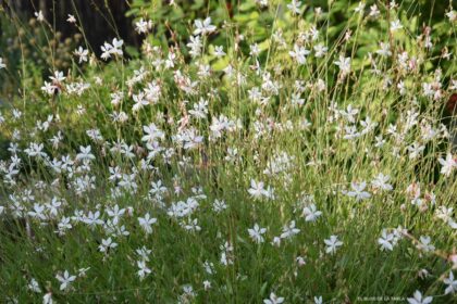 Gaura lindheimeri (Oenothera lindheimeri)