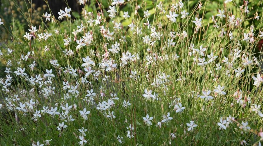 Gaura lindheimeri (Oenothera lindheimeri)