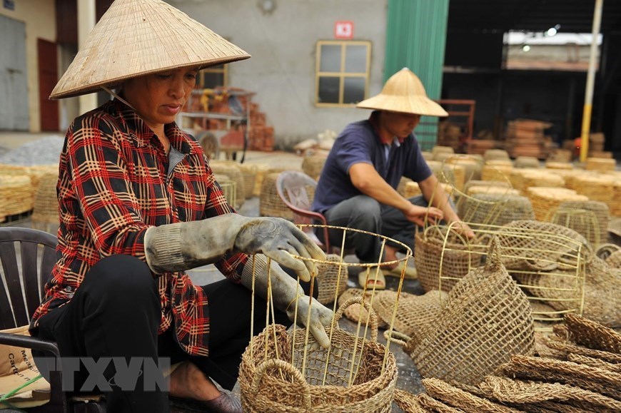 Artesanos vietnamitas tejiendo cestas con Jacinto de agua (Eichhornia crassipes)