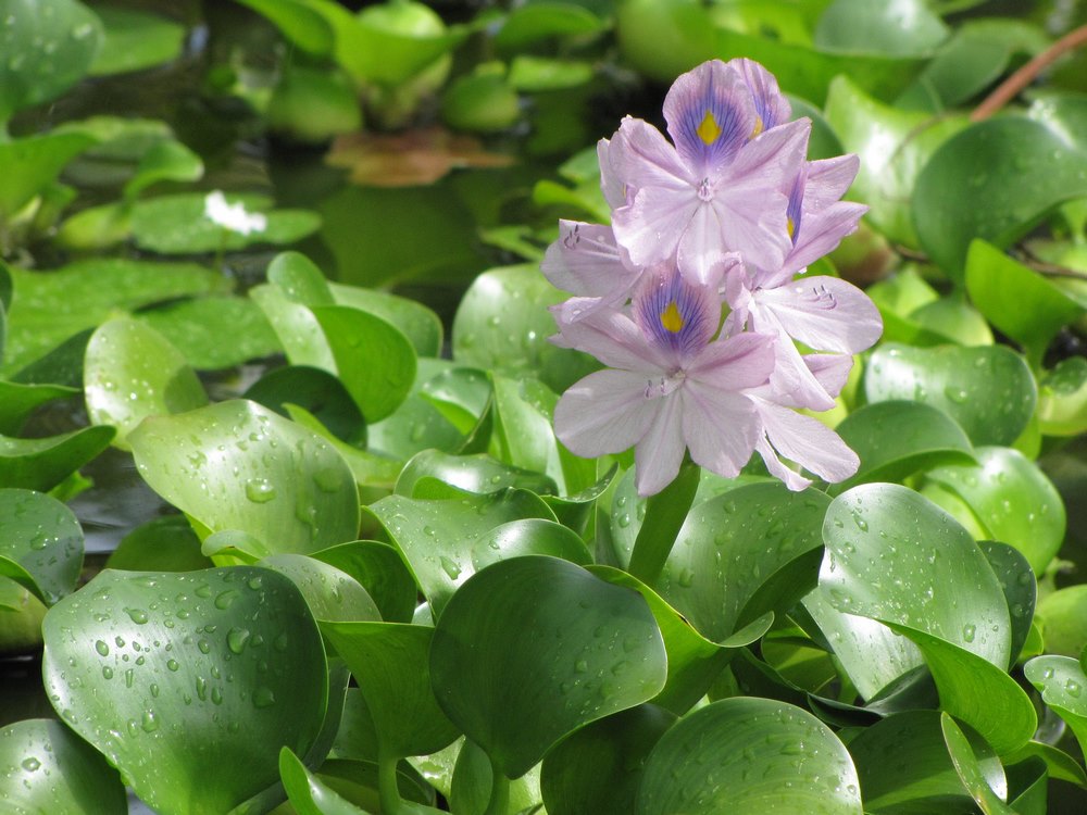 Flores de Jacinto de agua o camalote (Eichhornia crassipes)