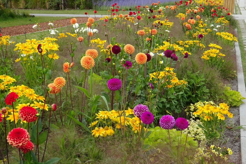 Jardín de plantas bulbosas de flor combinadas con vivaces y arbustos diseñado por Jacqueline van der Kloet en Floriade