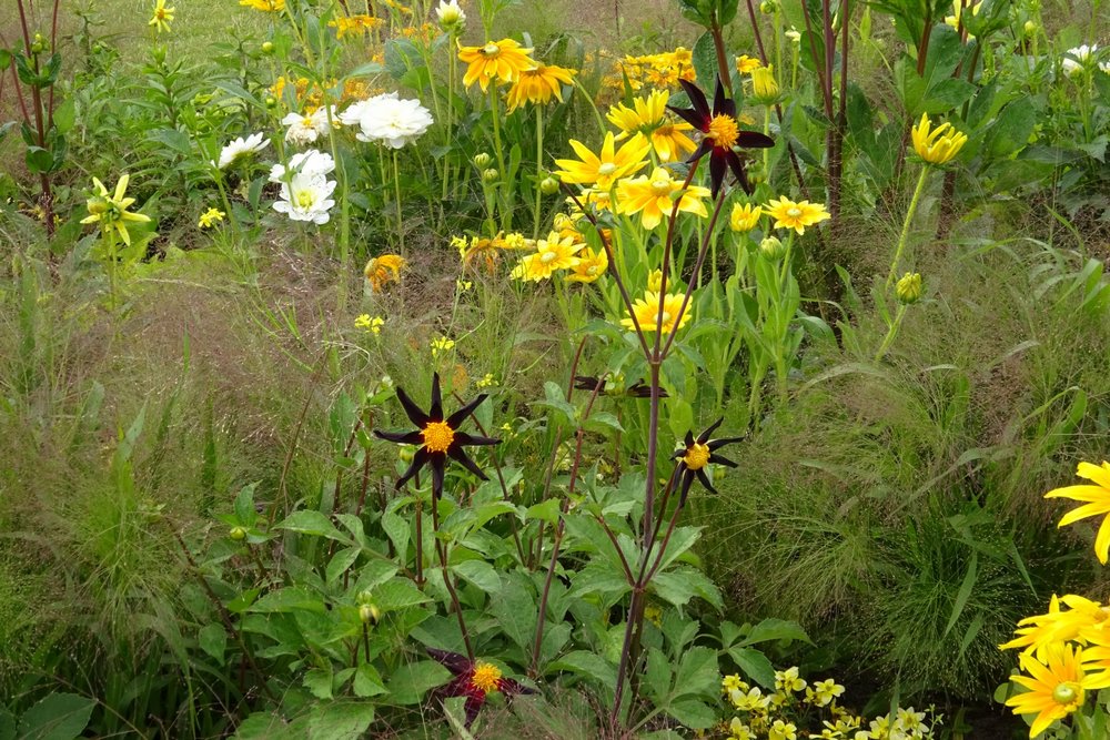 Jardín de plantas bulbosas de flor combinadas con vivaces y arbustos diseñado por Jacqueline van der Kloet en Floriade