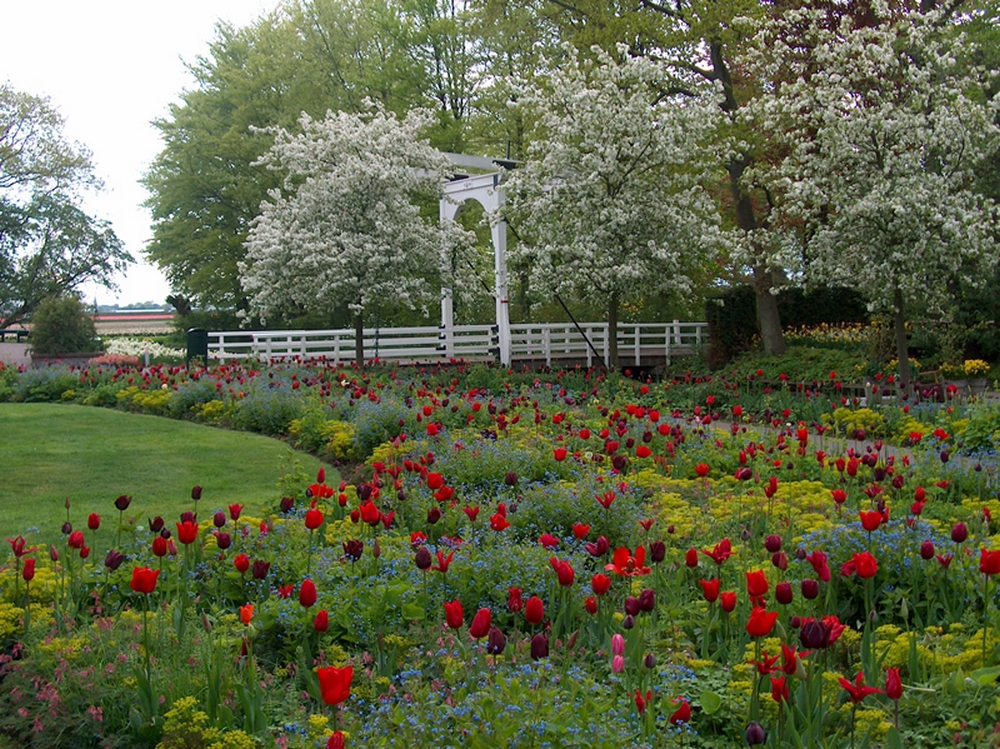 Jardín de tulipanes combinados con vivaces, árboles y arbustos diseñado por Jacqueline van der Kloet en Keukenhof