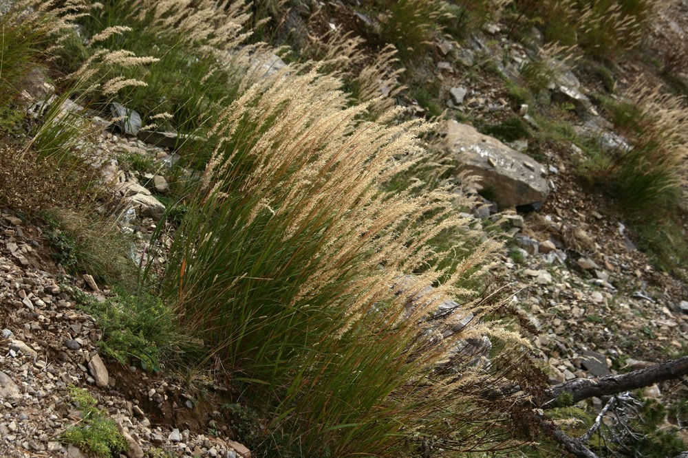 Inflorescencias de Achnatherum calamagrostis (sin. Stipa calamagrostis) en su hábitat natural
