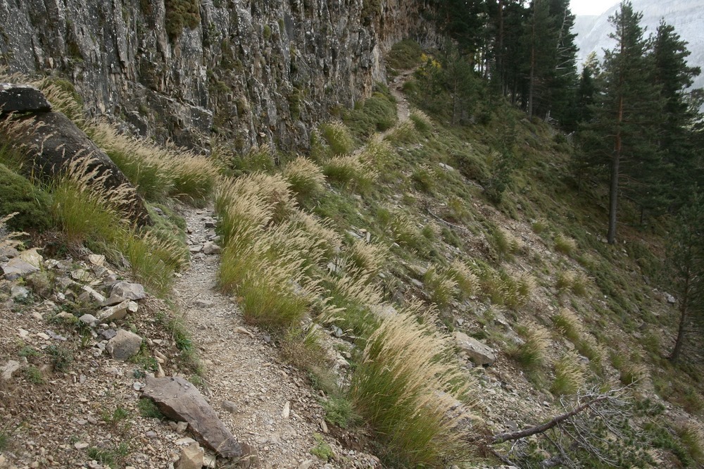 Achnatherum calamagrostis (sin. Stipa calamagrostis) en su hábitat natural