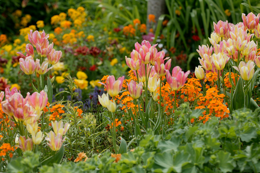 Tulipanes simples tardíos. Tulipa 'Antoinette' 