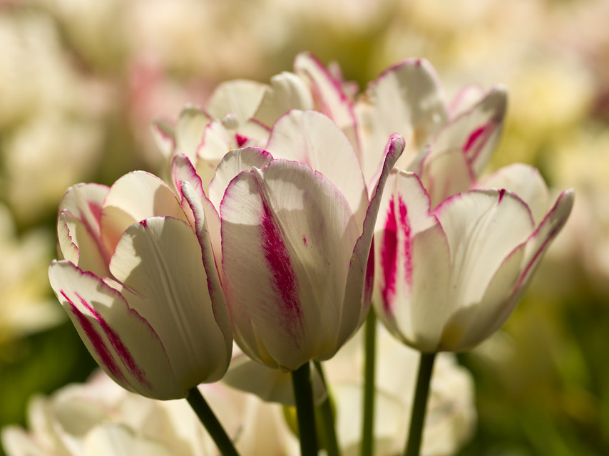 Tulipa 'Candy Club' 