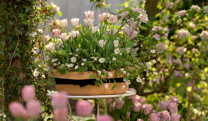 Tulipanes simples tardíos. Tulipa Candy Club