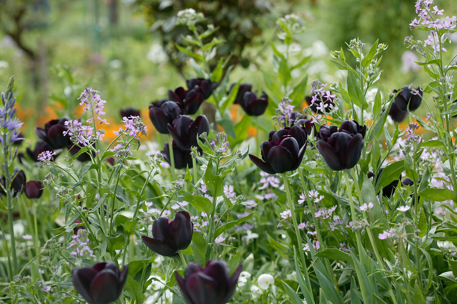 Tulipanes simples tardíos. Tulipa Queen of Night