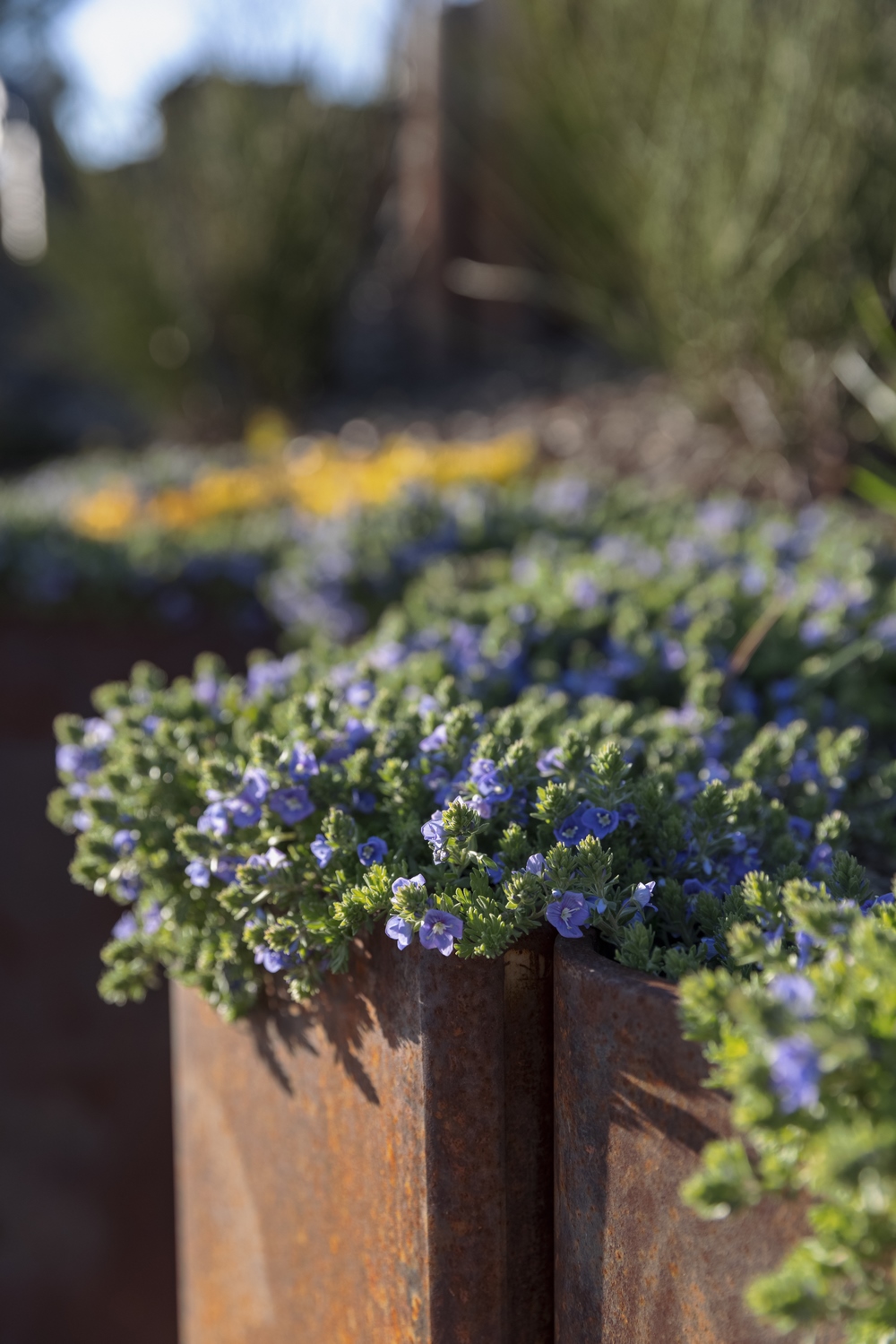 Flores azules de Veronica pectinate en jardineras de acero corten