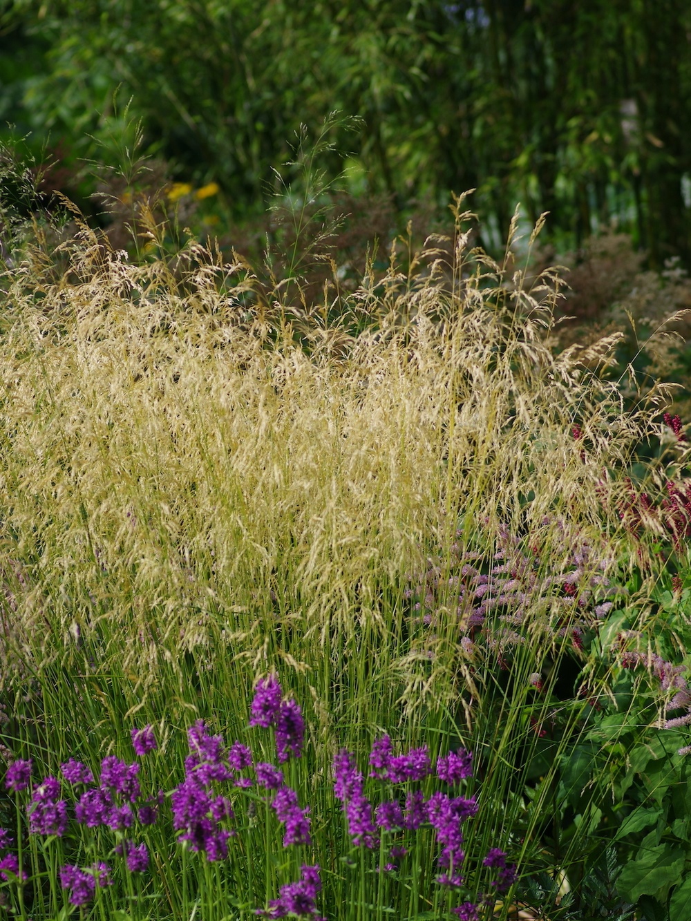 Gramíneas ornamentales Deschampsia cespitosa ‘Goldschlier'