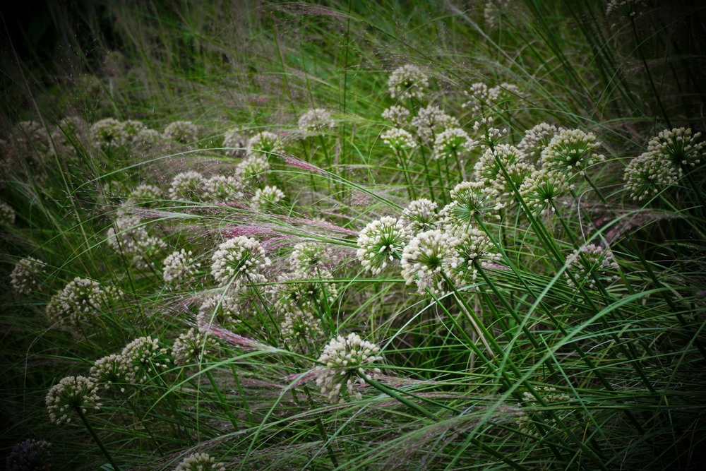 Flores blancas de Allium karataviense