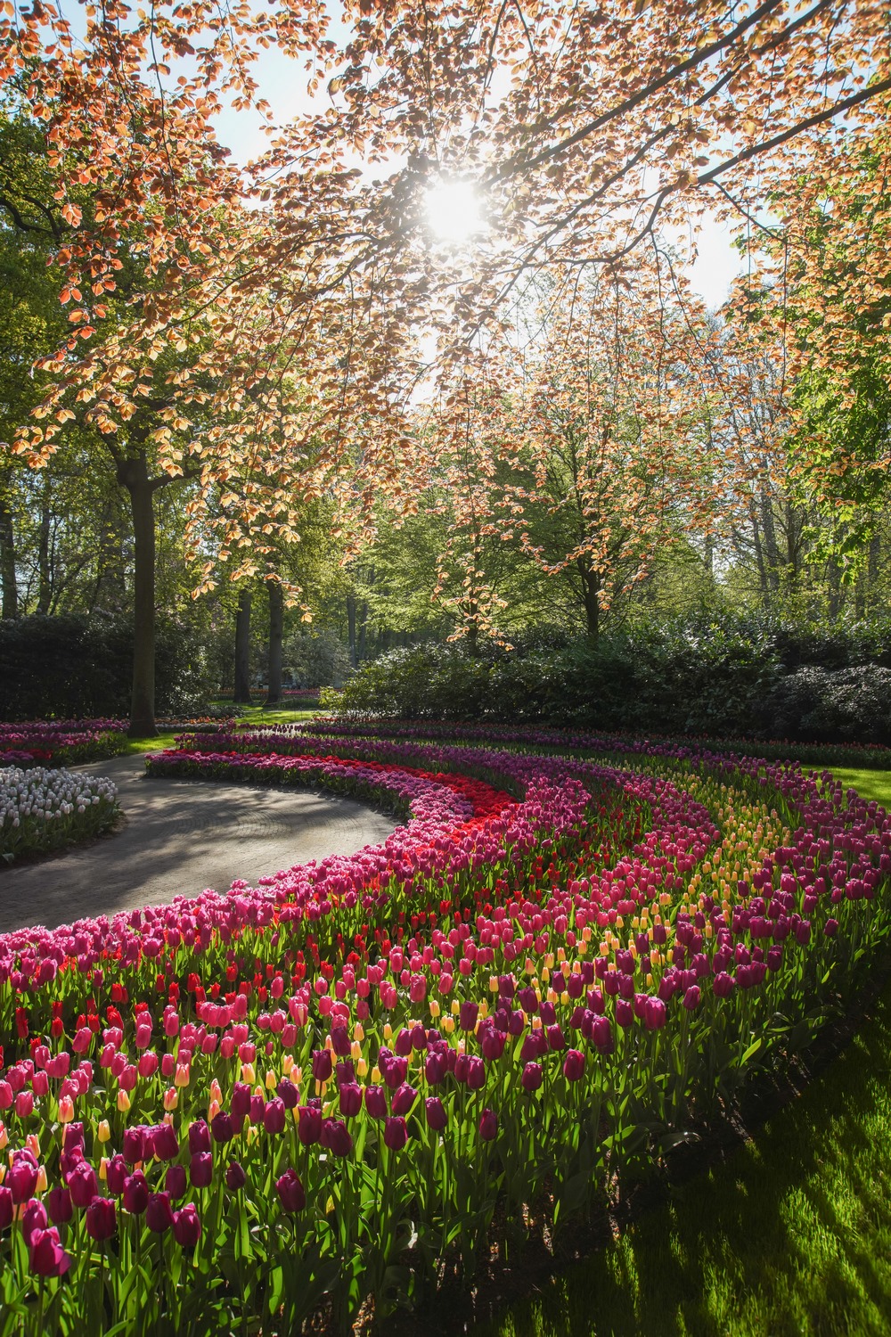 Tulipanes en el parque de primavera de Keukenhof en 2022 