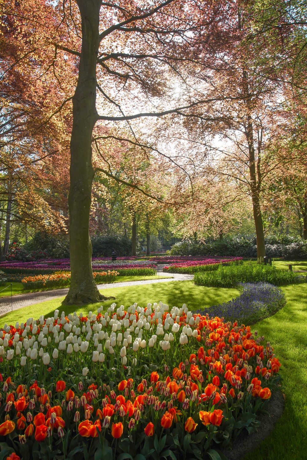 Tulipanes en el parque de primavera de Keukenhof en 2022