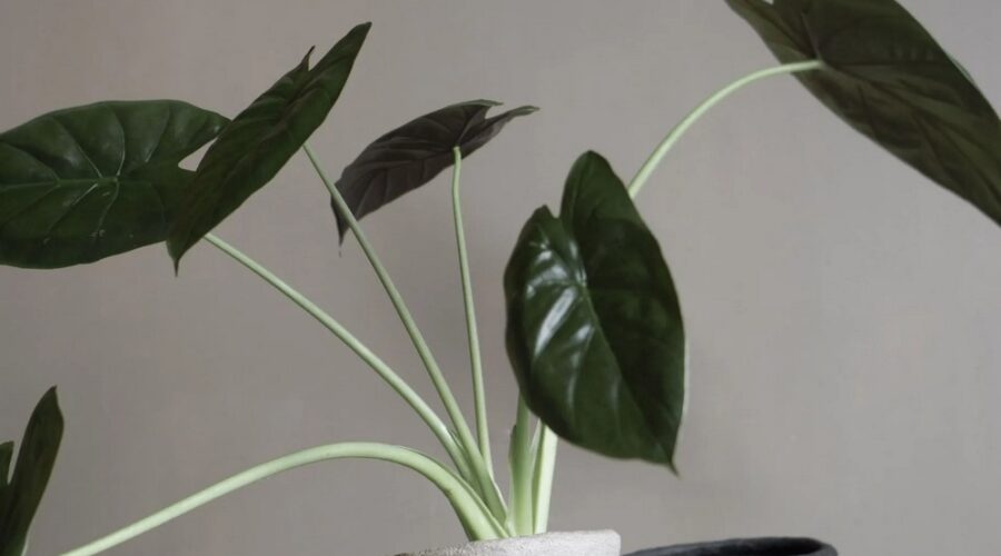 Maceteros DBKD de papel maché para plantas de interior