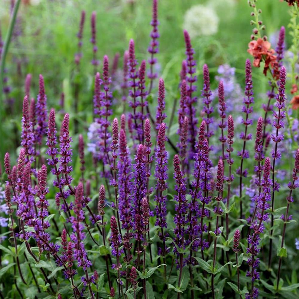 How To Grow Salvia Nemorosa Salvia Nemorosa BYTKCK