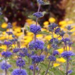 Caryopteris incana, pequeño arbusto de flores azules en otoño