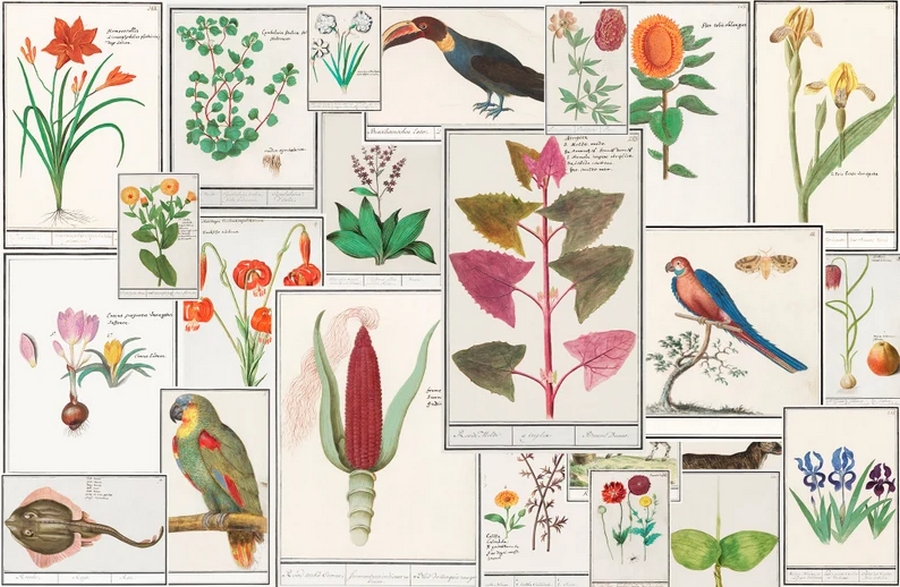 ilustraciones botánicas Anselmus de Boodt