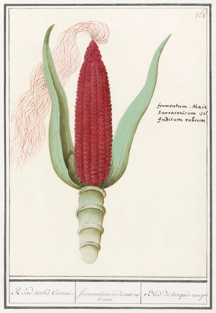 ilustraciones botánica de maíz rojo