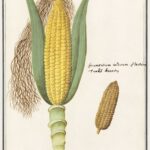Ilustraciones botánicas de Anselmus de Boodt