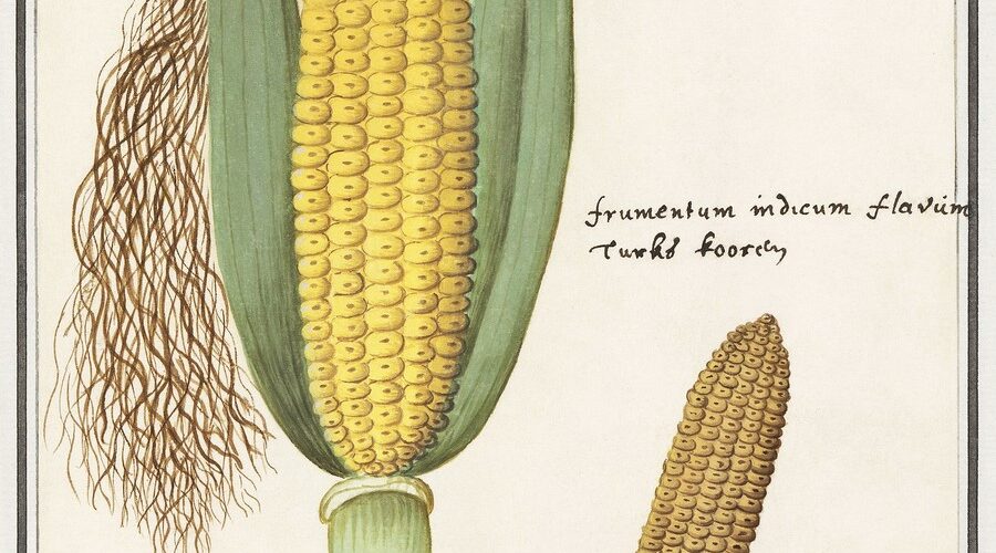 Ilustraciones botánicas de Anselmus de Boodt