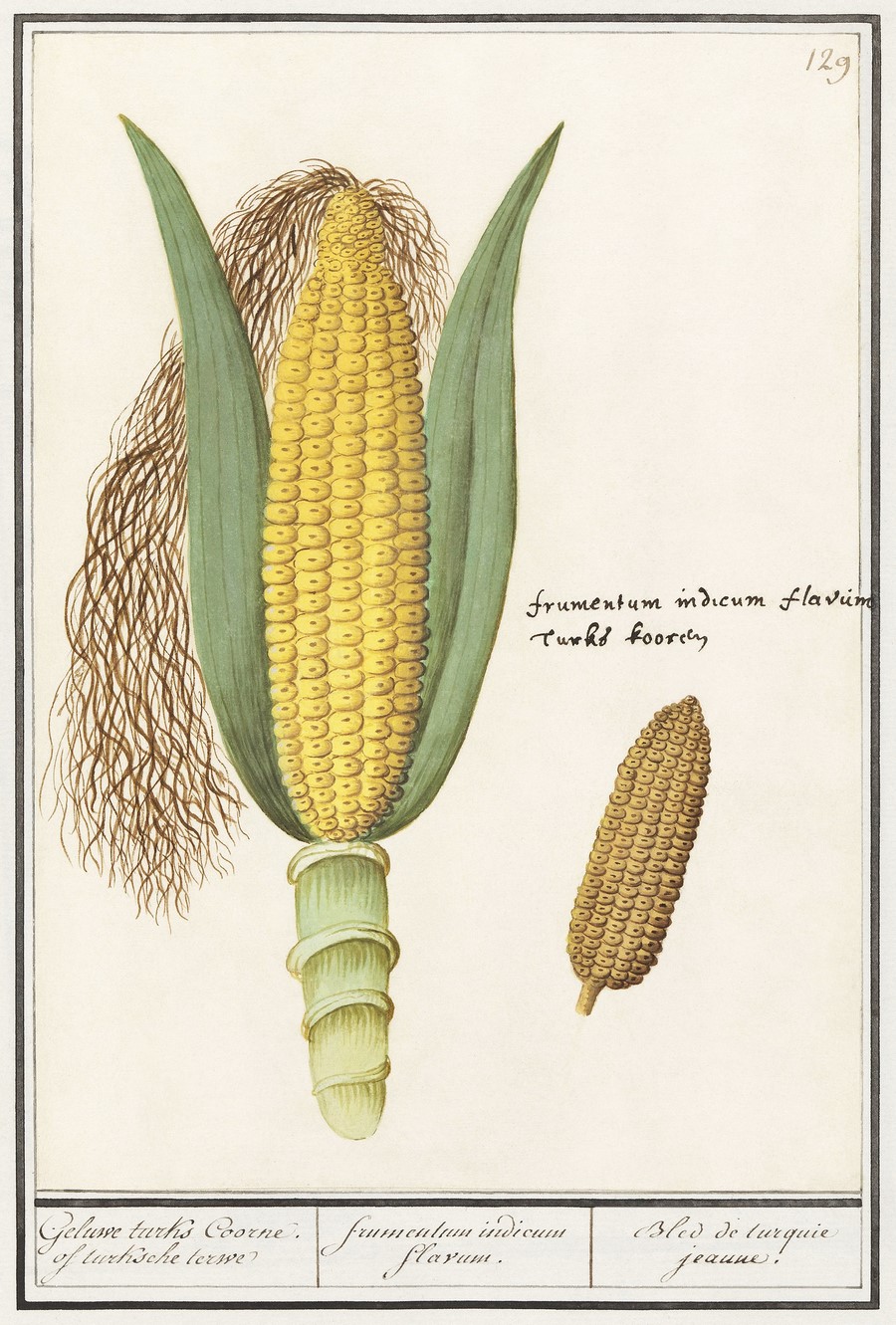 ilustraciones botánica de maíz