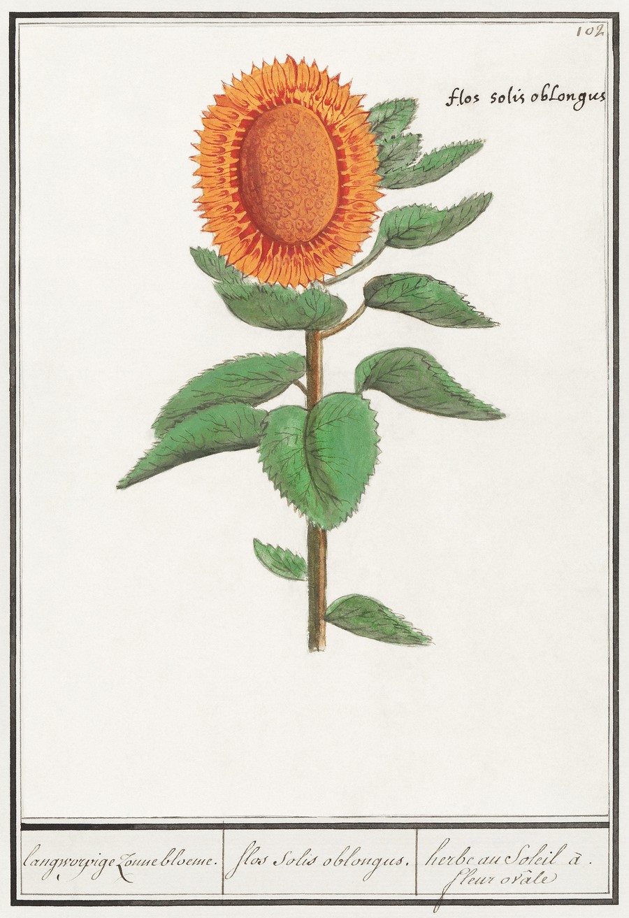 Ilustración botánica del girasol