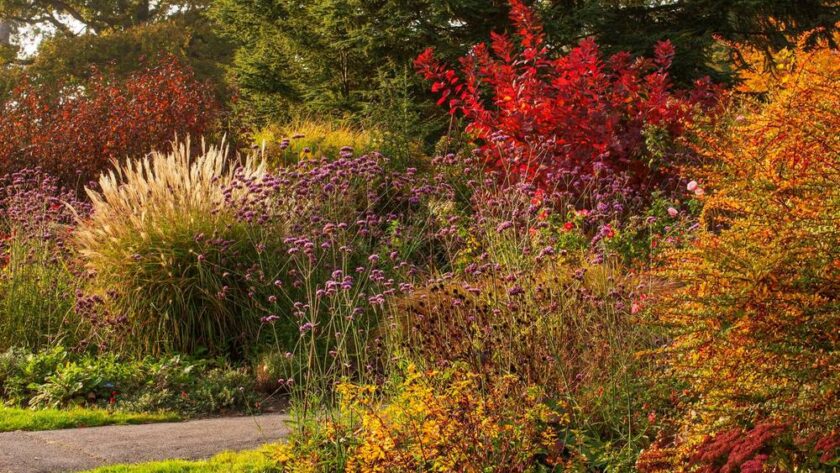 Paleta de otoño en el jardín inglés Borde Hill