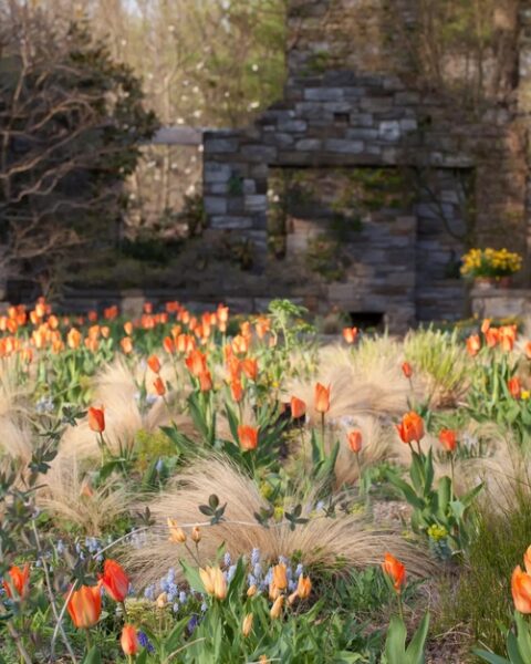 Chanticleer Garden. Combinación de Nassella tenuissima y Tulipa Orange Emperor