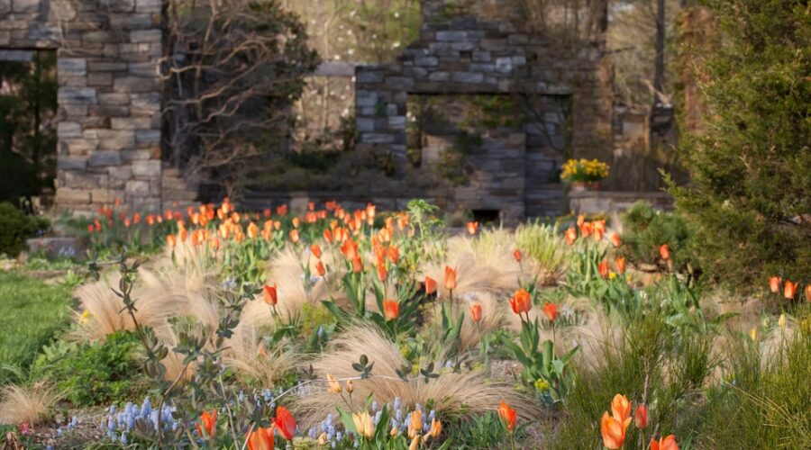 Chanticleer Garden. Combinación de Nassella tenuissima y Tulipa Orange Emperor