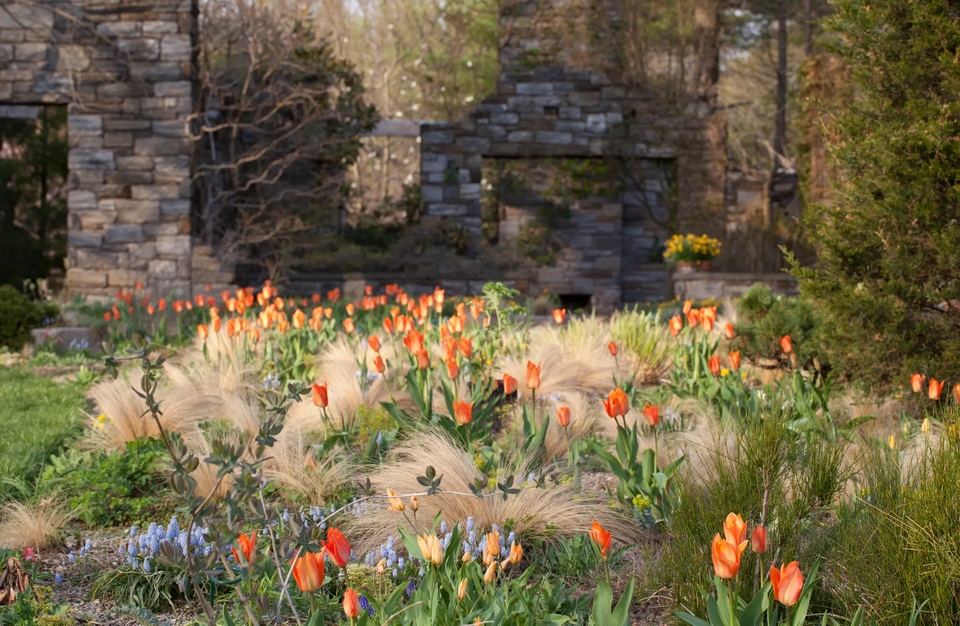 Gramíneas combinadas con tulipanes en el jardín de grava de Chanticleer Garden