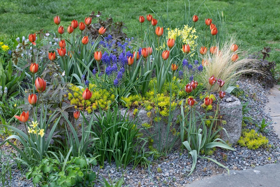 bulbos de flor de primavera con plantas perennes en Chanticleer Garden