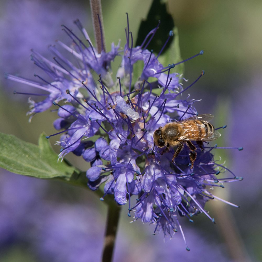 Flores de Caryopteris x clandonensis y abeja Pequeño arbusto con flores azules en otoño y tolerante a la sequía