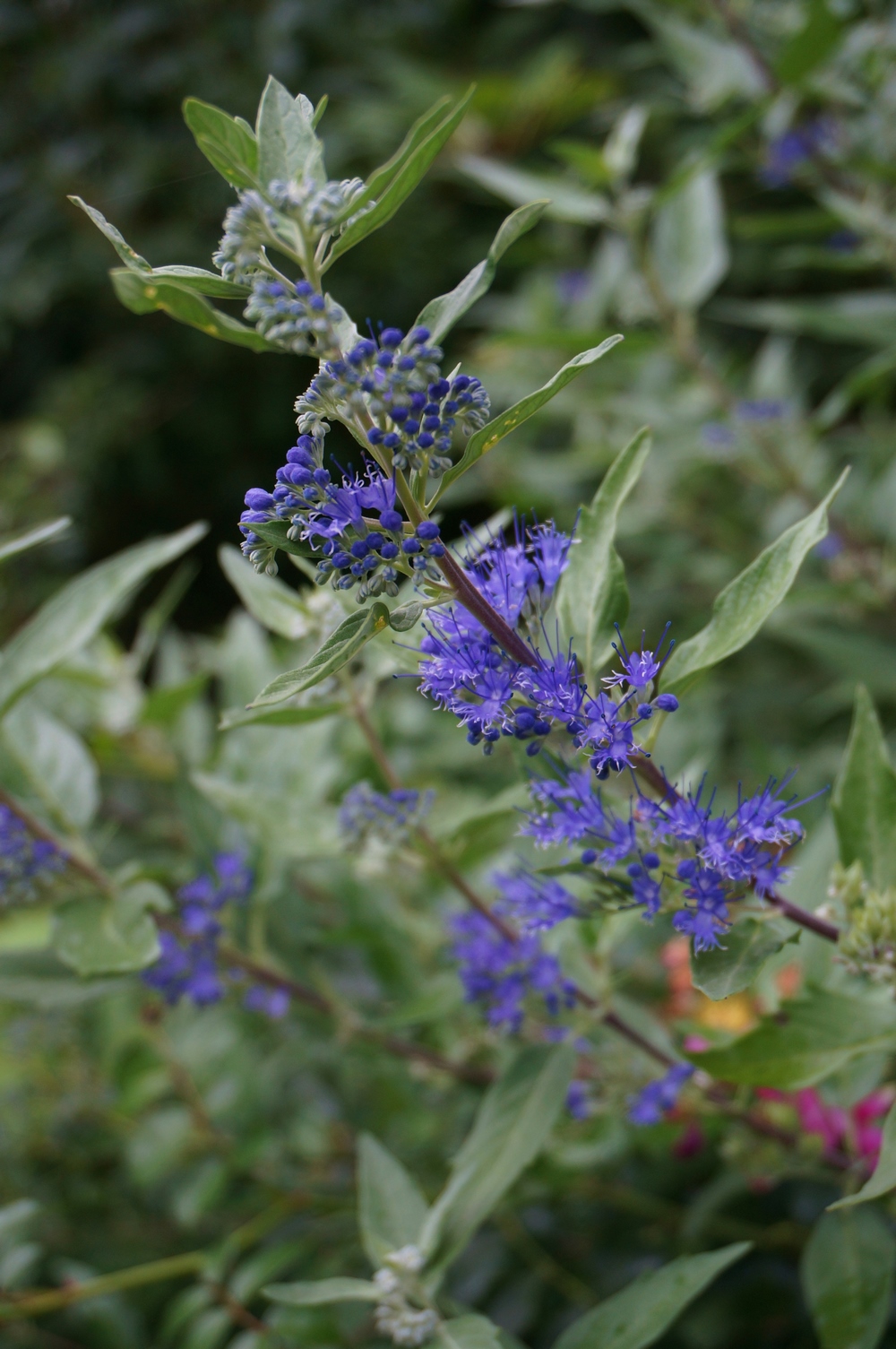 Flores azules de Caryopteris × clandonensis 