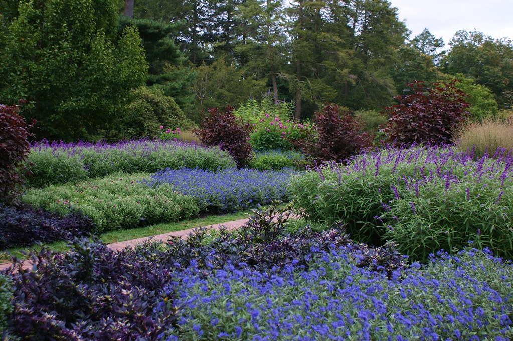 Plantación de jardín con flores azules y color lavanda