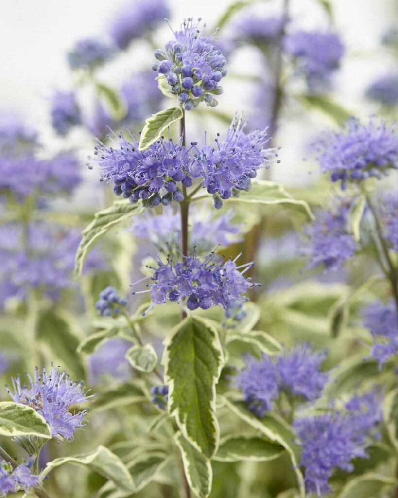 Caryoteris × clandonensis 'Summer Sorbet' con flores azules y hojas variegadas