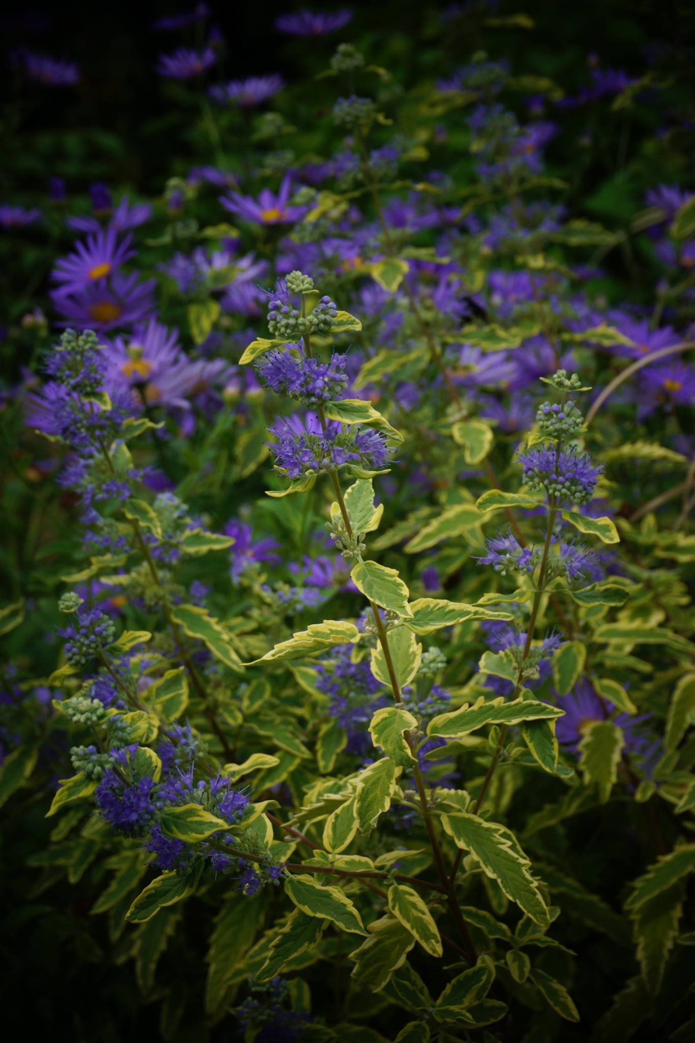 Caryopteris × clandonensis con flores azules y hojas variegadas