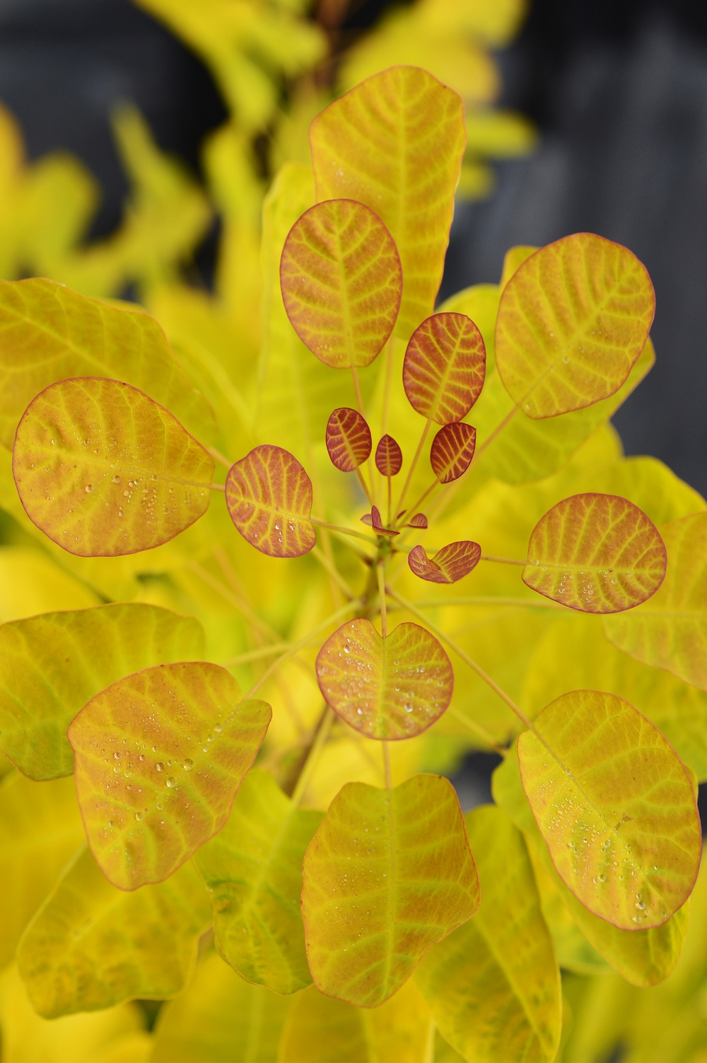 Hojas amarillas de Cotinus 'Golden Lady'  