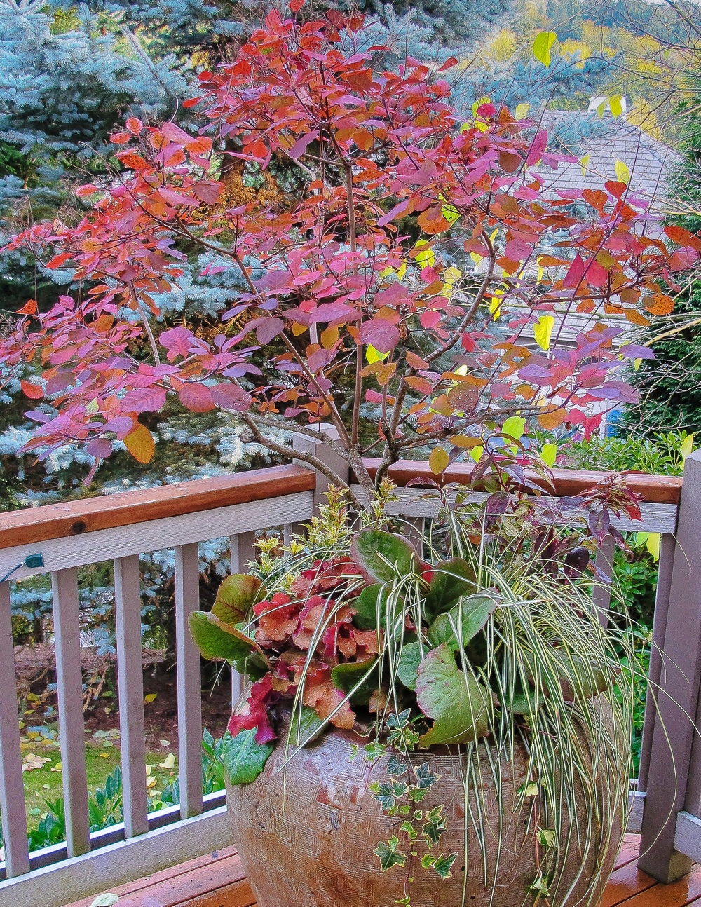 Cotinus 'Old Fashioned' cultivado en maceta 