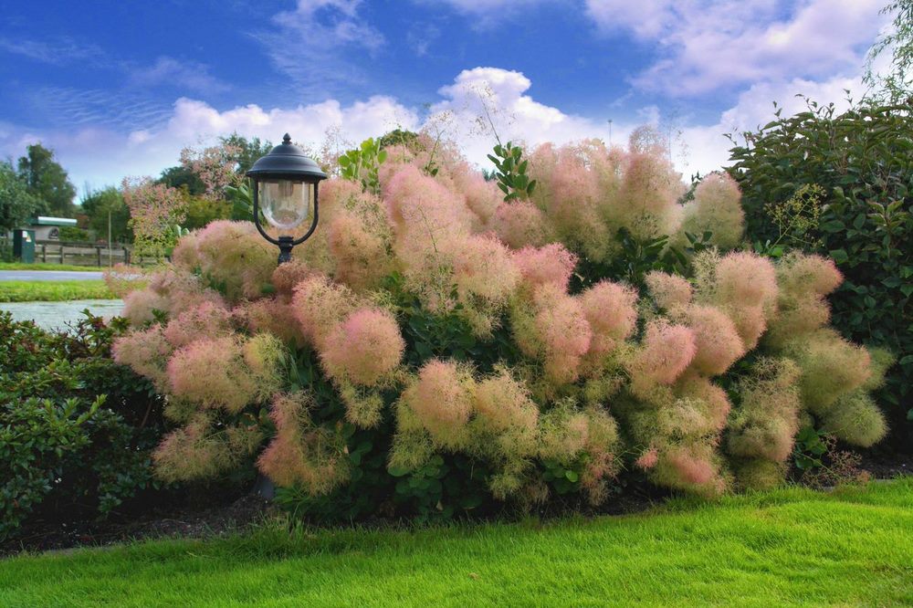 Cotinus coggygria 'Young Lady' arbusto tolerante a la sequía, conocido como árbol de las pelucas o árbol del humo, por la apariencia plumosa de sus inflorescencias,