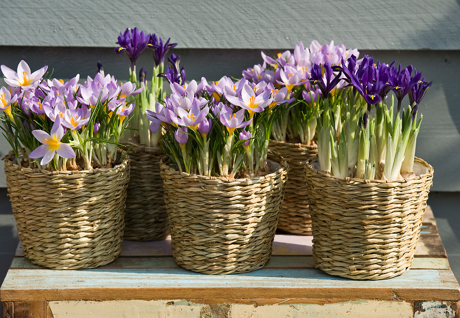 Crocus 'Violet Queen' e Iris 'Pixie ' en macetas de fibra 