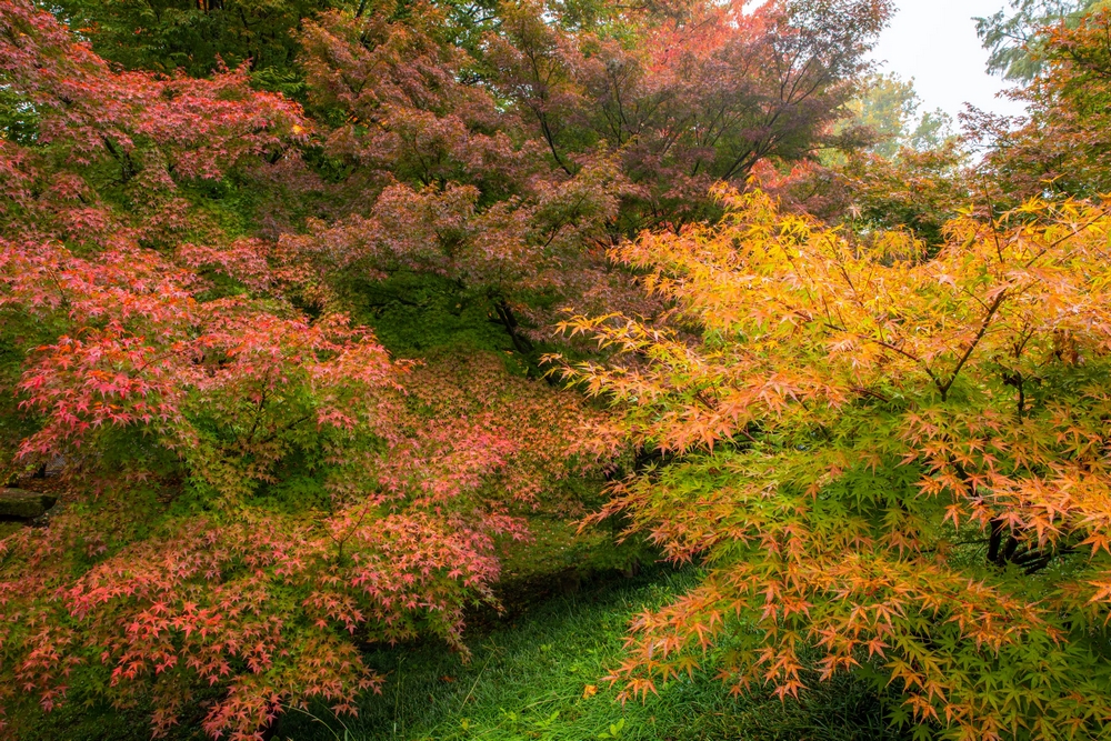 Arces japoneses en el jardín japonés en otoño
