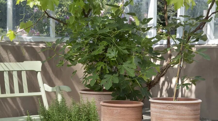 Macetas de terracota