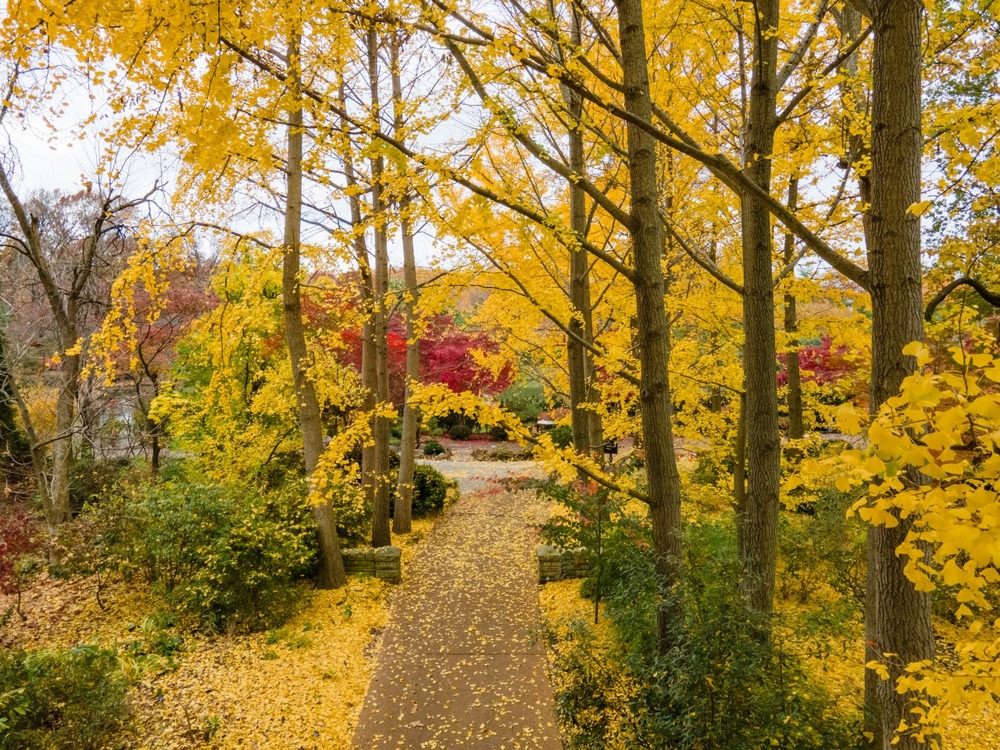 Paseo con alineaciones de Ginkgo biloba en otoño en el Jardín Botánico de Misuri