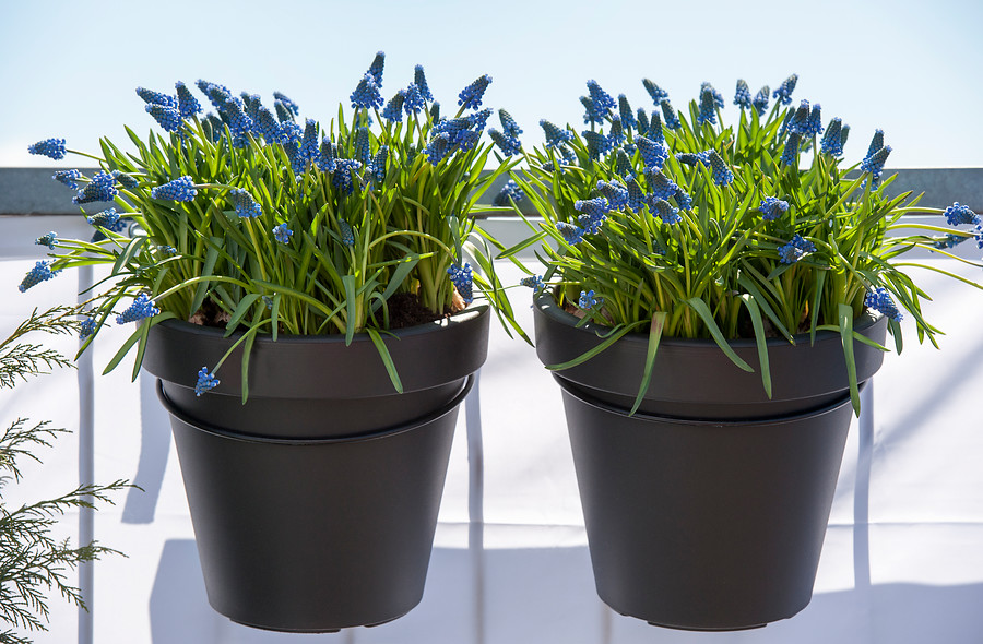 Muscari flores azules en macetas colgadas del balcón