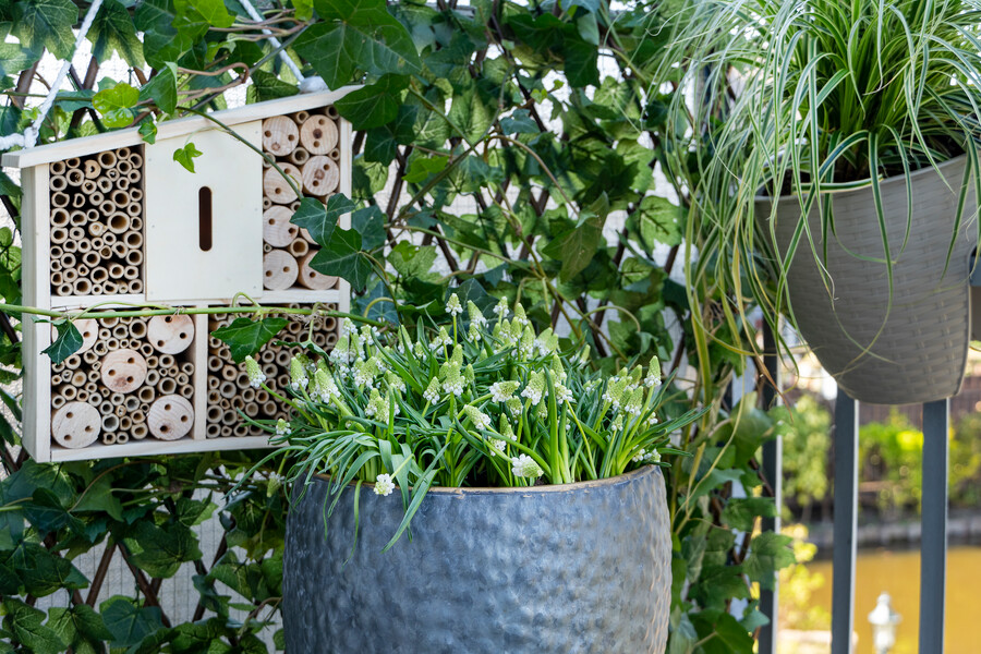 Balcón con plantas y flores de muscari o nazareno blanco